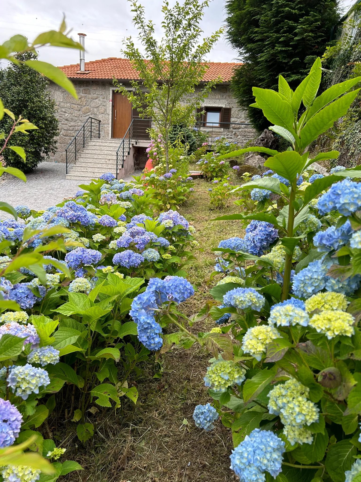 Casa em pedra enquadrada por hortênsias