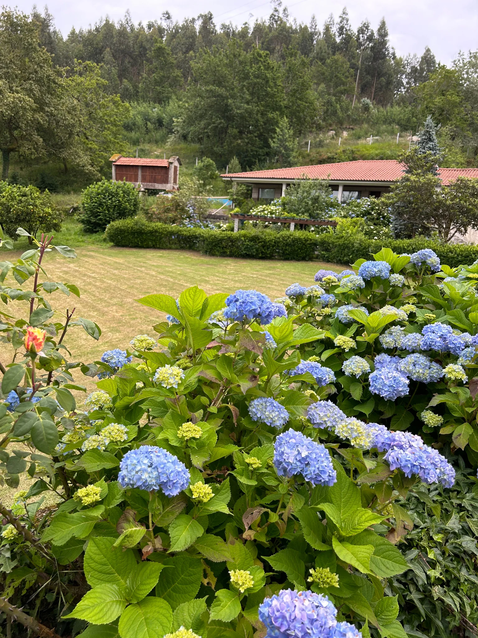 Hortênsias azuis no jardim da Quinta